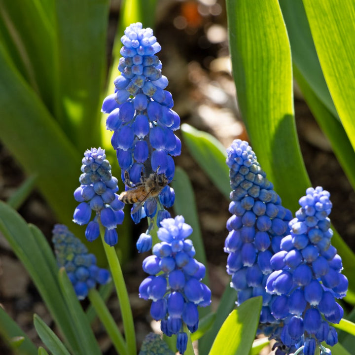 Muscari armeniacum