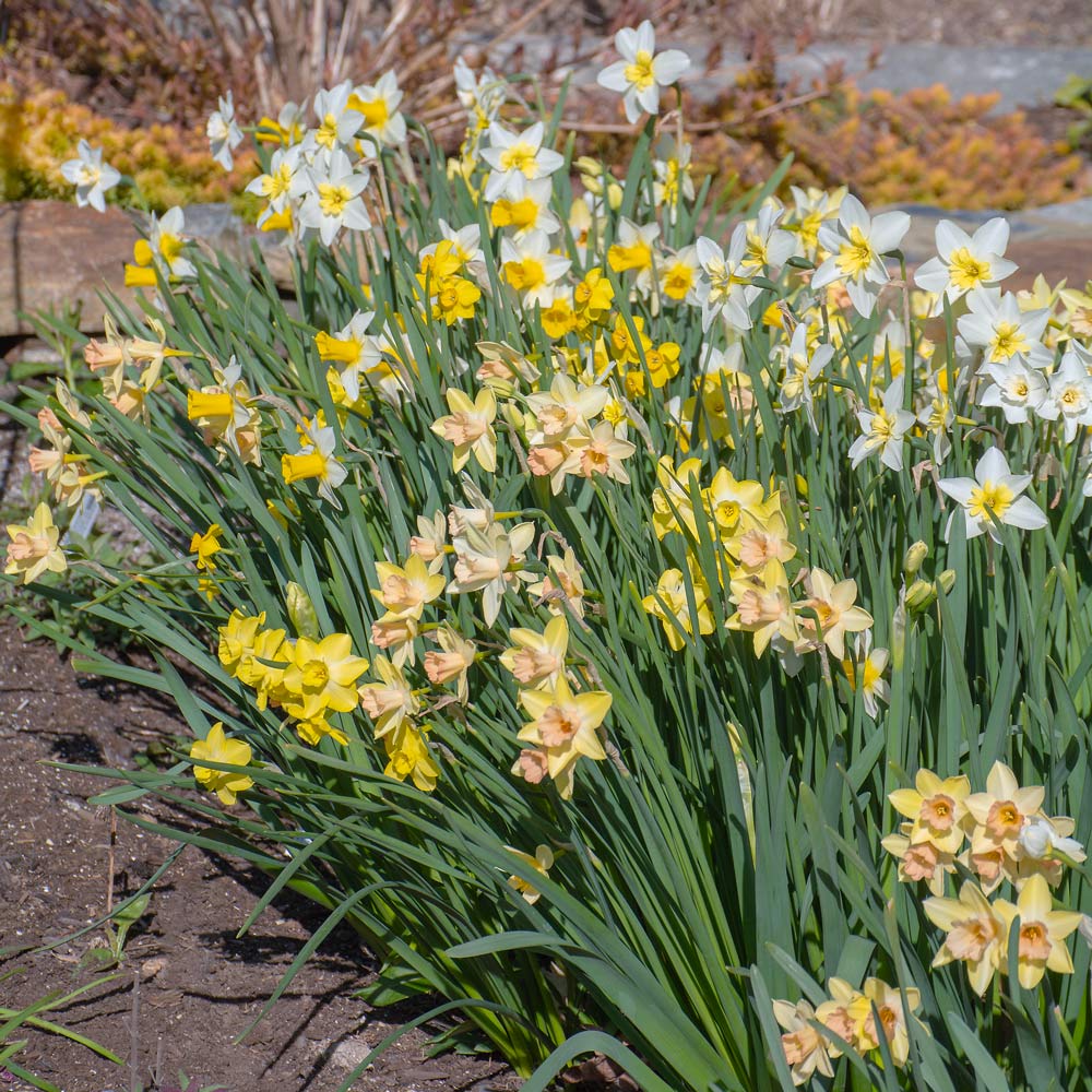 Scent of Spring Daffodil Mix