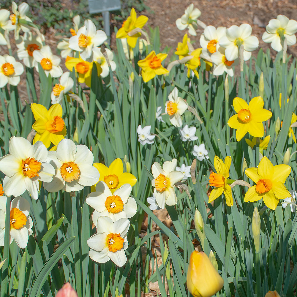 Small-Cupped Narcissus Mix