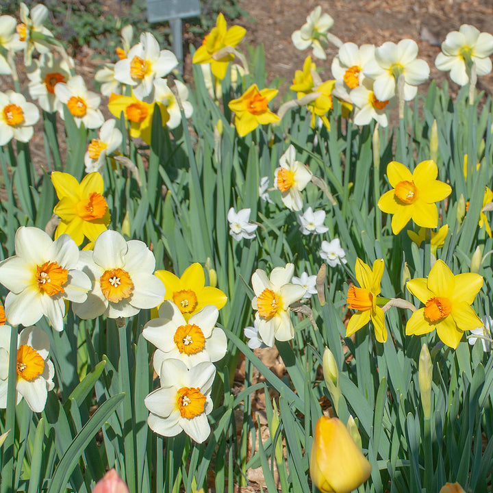 Small-Cupped Narcissus Mix