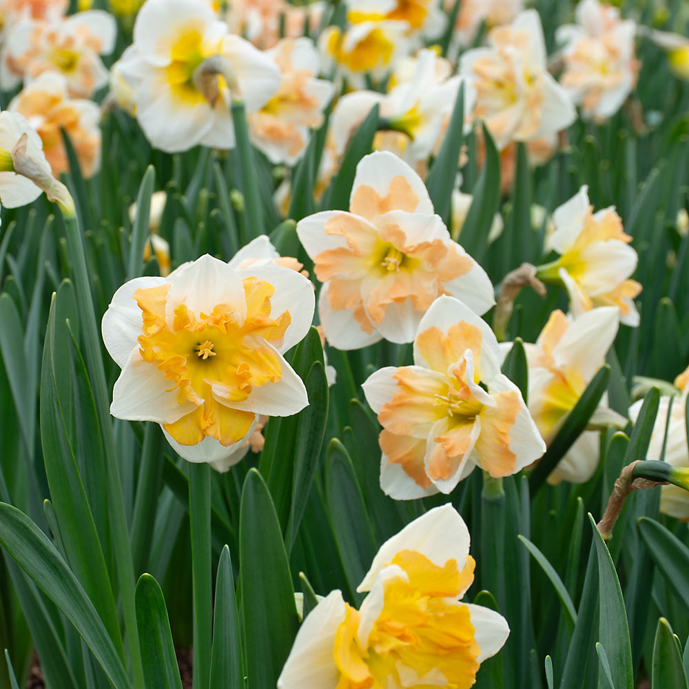 A Mix of Butterfly Daffodils