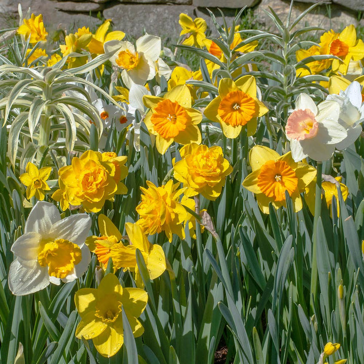 Bold Beauties Daffodil Mix