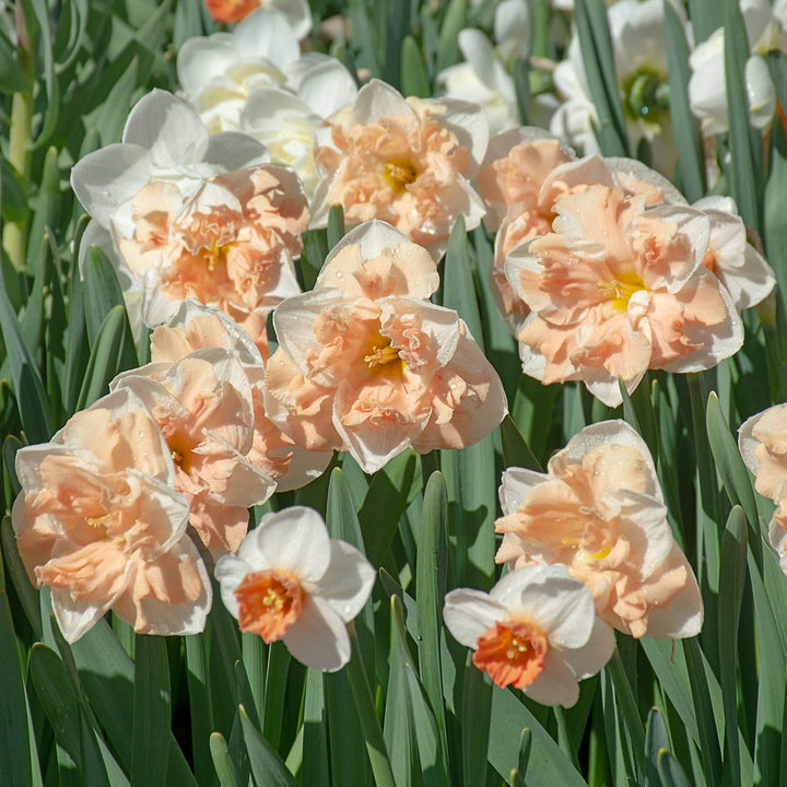 Narcissus 'Apricot Whirl'