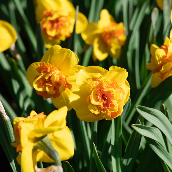 Narcissus 'Sizzling Fire'
