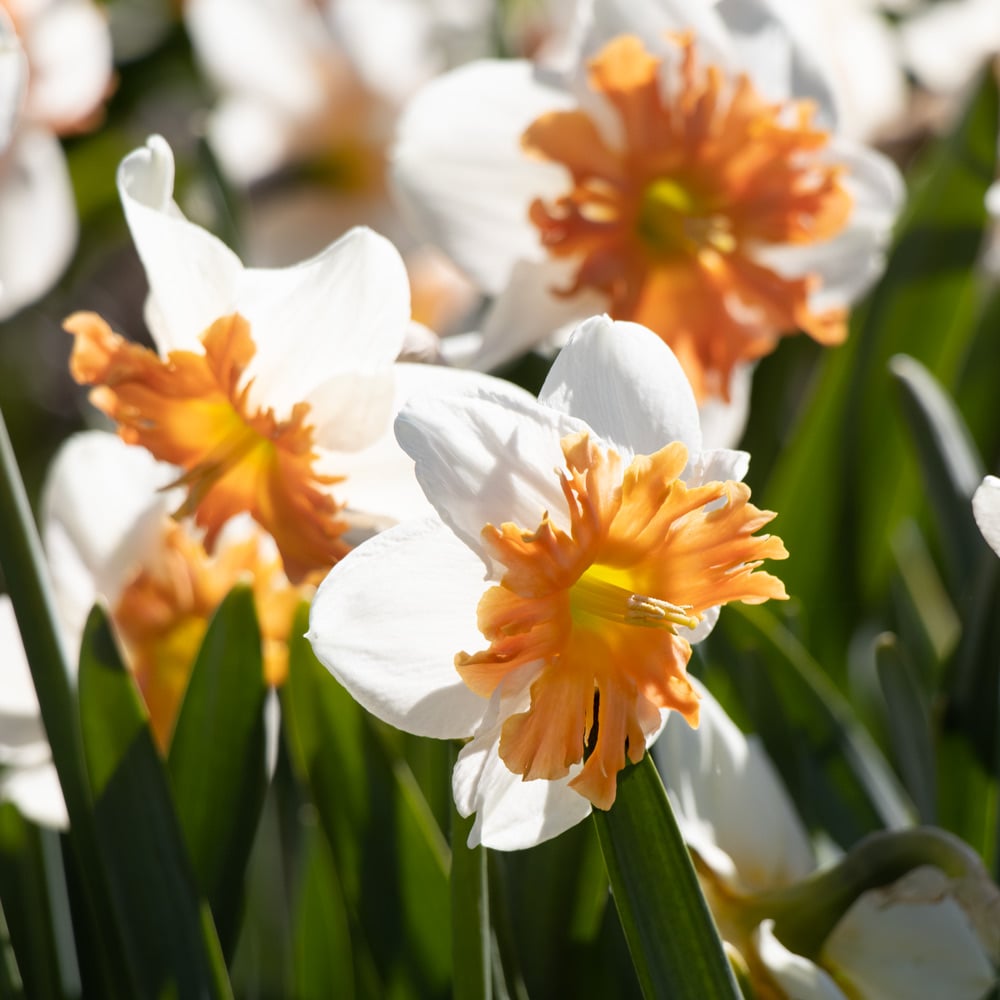 Narcissus 'Shrike'