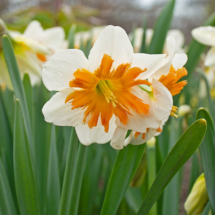 Narcissus 'Shrike'