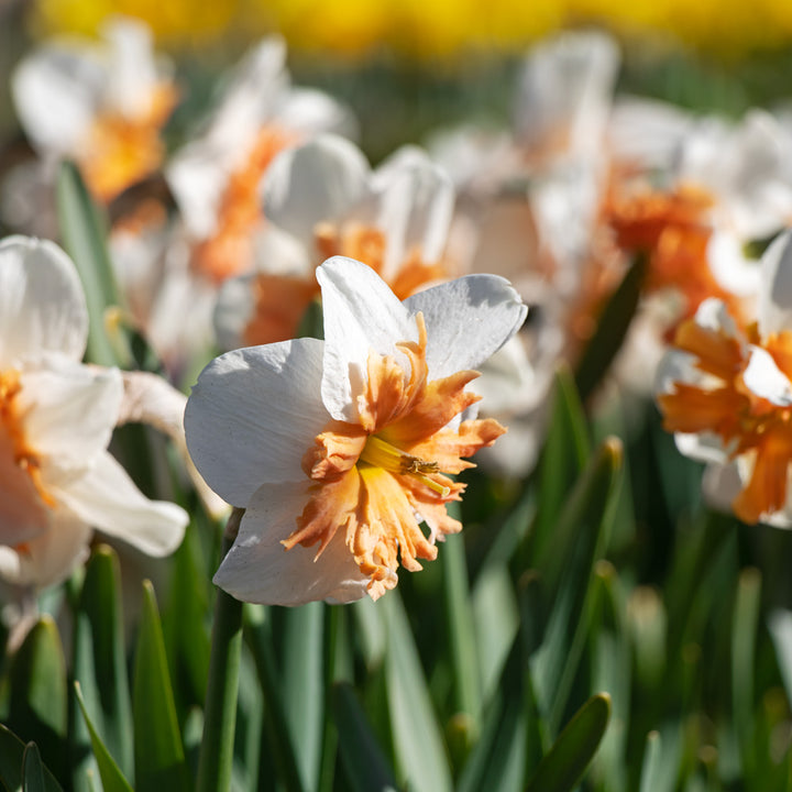 Narcissus 'Shrike'