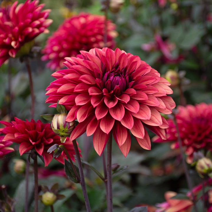 High Drama Dahlia Collection