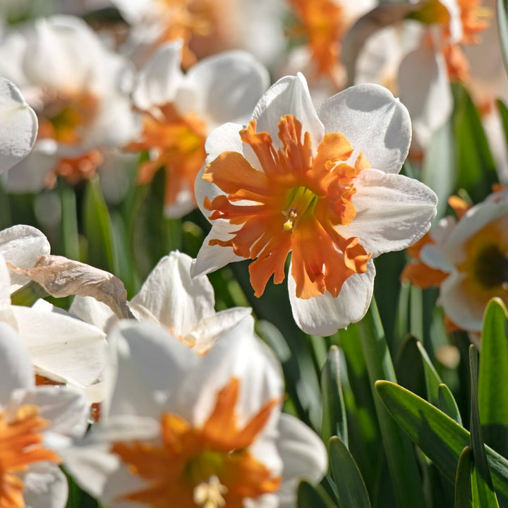 Narcissus 'Shrike'