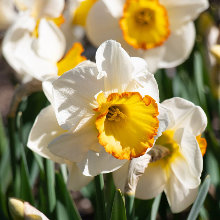 Narcissus 'Hawaiian Skies'