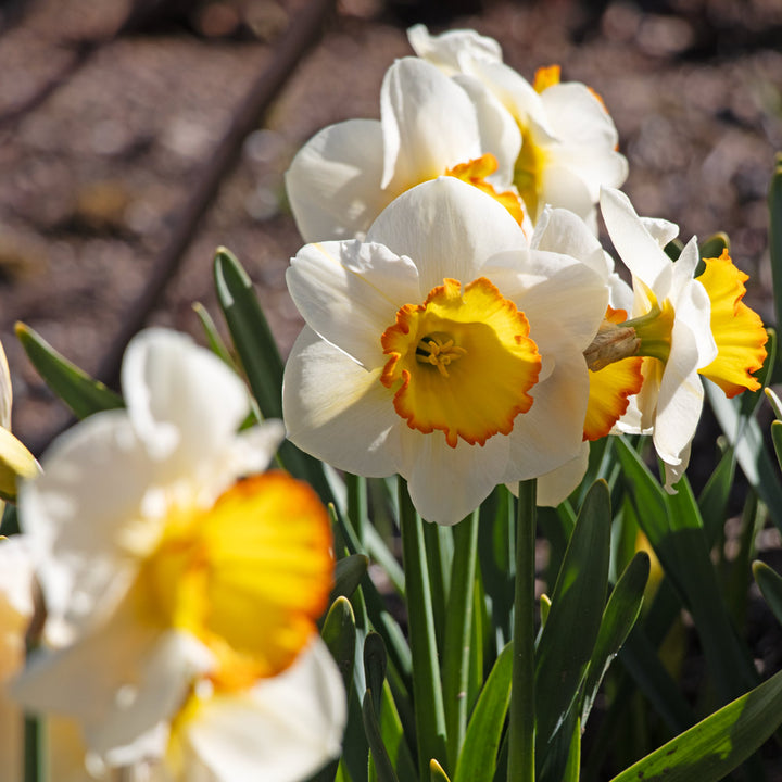 Narcissus 'Hawaiian Skies'