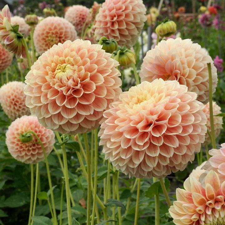 Dahlia 'Sweet Suzanne'