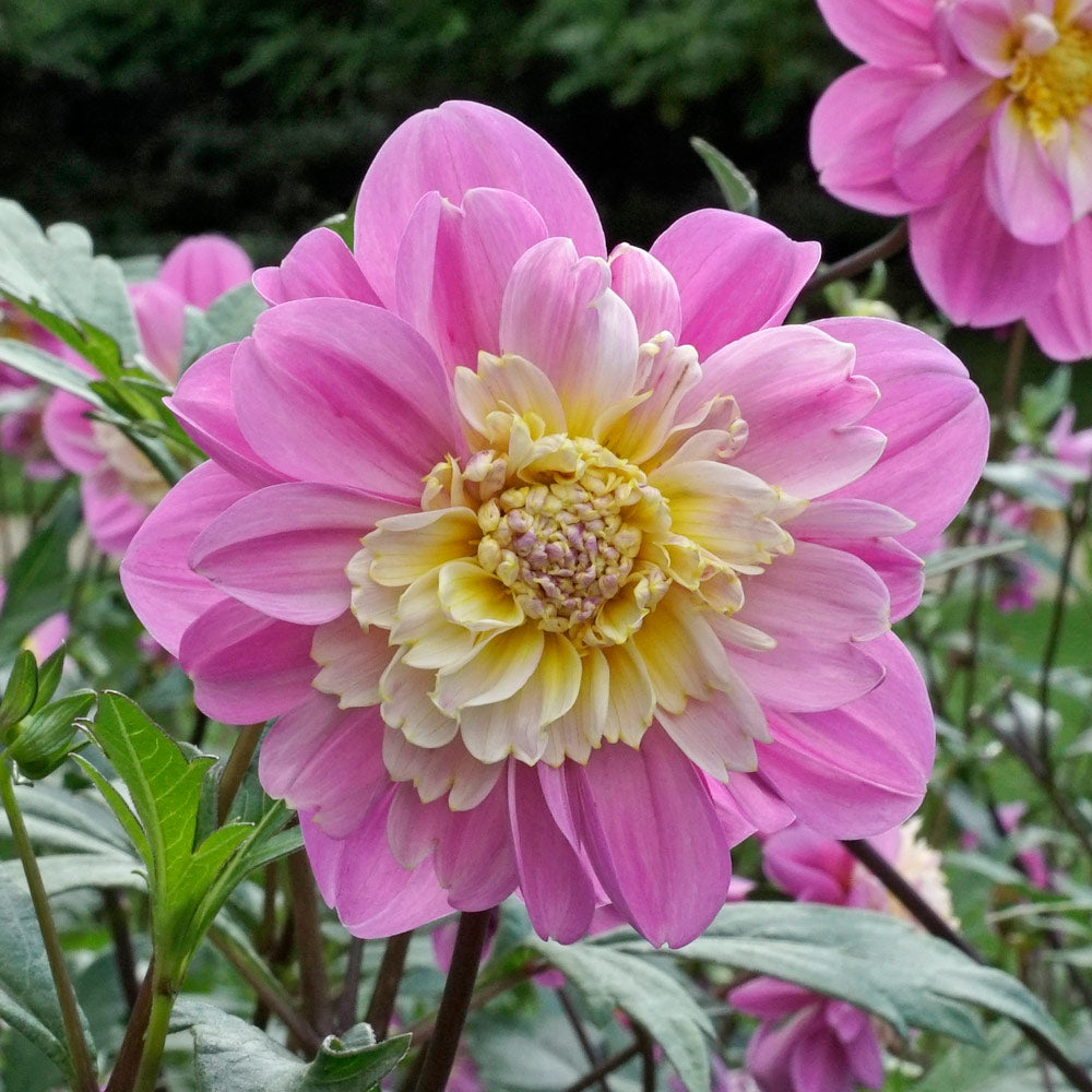 Sweet Stars Dahlia Collection