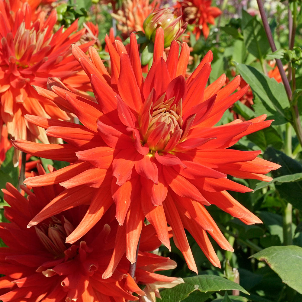 Dahlia 'Vulcan'