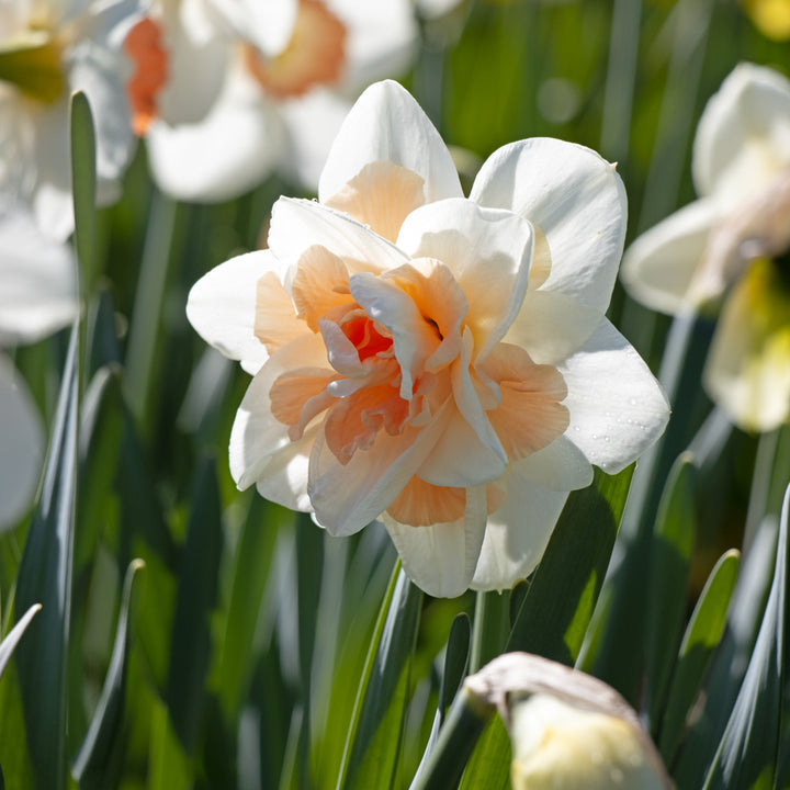 Narcissus 'Delnashaugh'