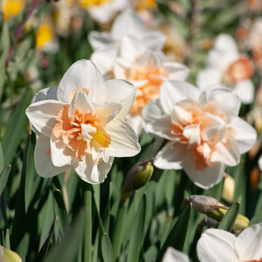 Double Daffodil Mix