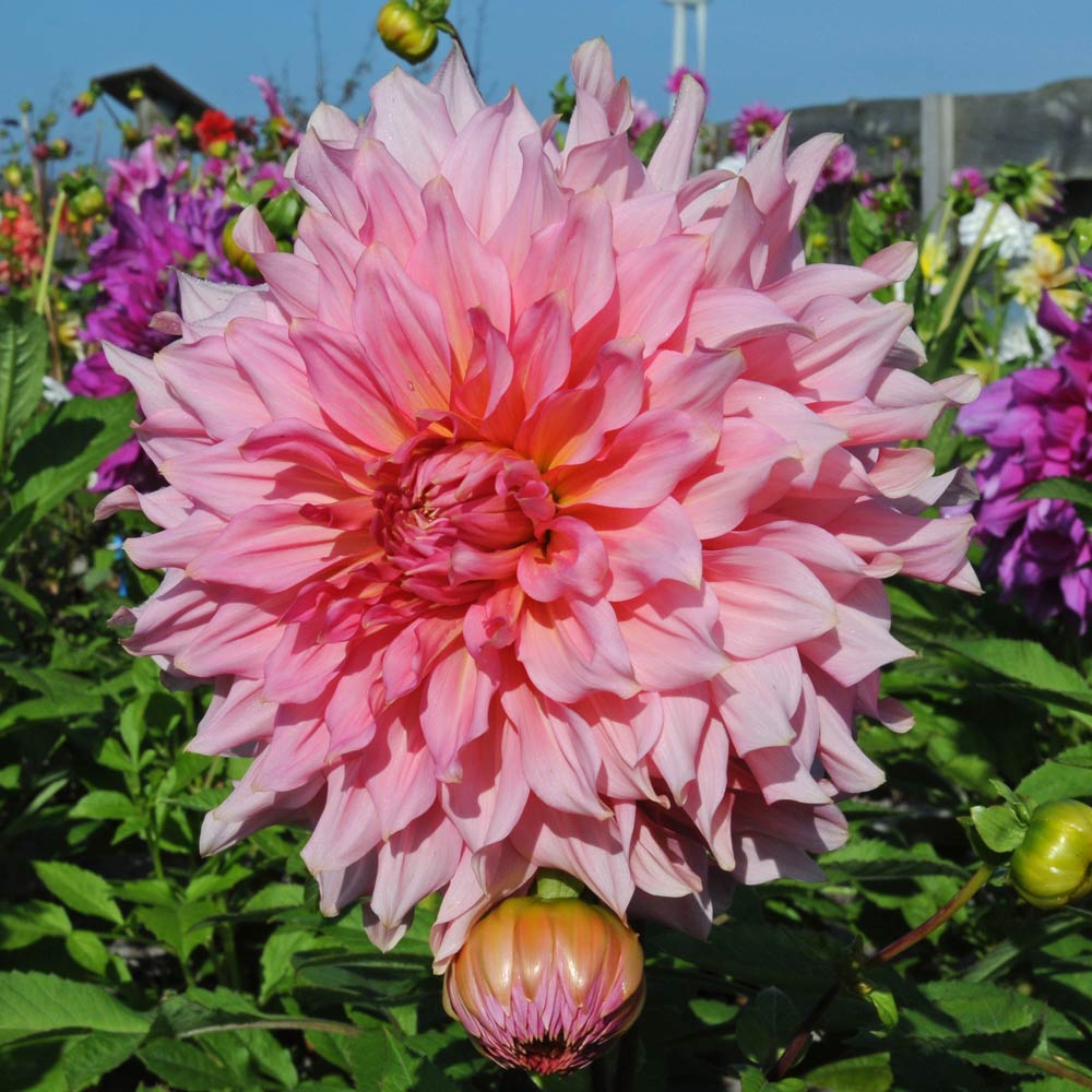 The Big Six Dahlia Collection