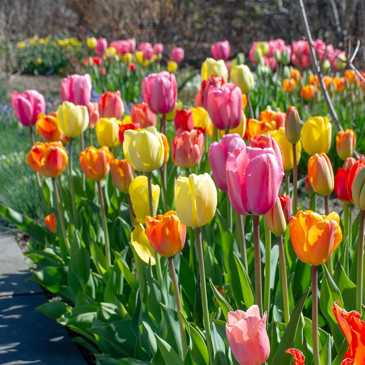 White Flower Farm Classic Perennial Tulip Mix