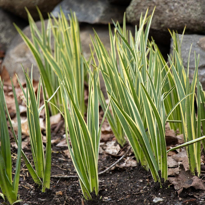 Camassia leichtlinii 'Sacajawea'