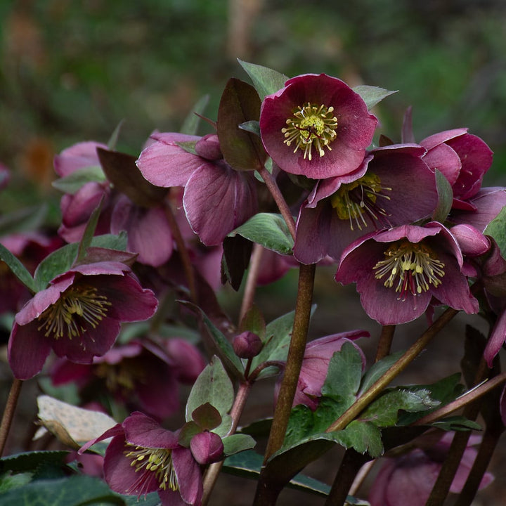 Helleborus Frostkiss® Pippa's Purple