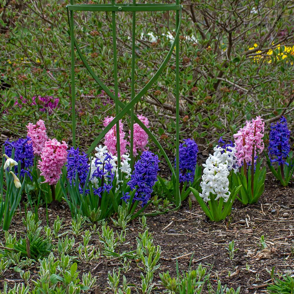 Hyacinthus May Day Bouquet Mix