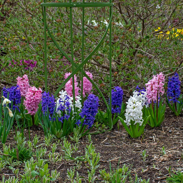 Hyacinthus May Day Bouquet Mix