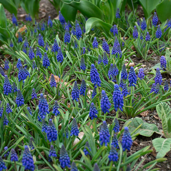 Muscari armeniacum