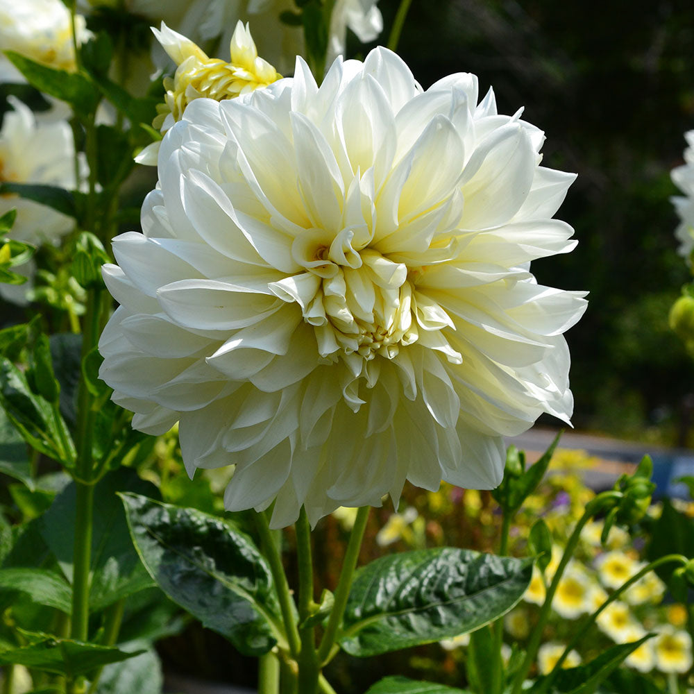 Dahlia 'White Perfection'