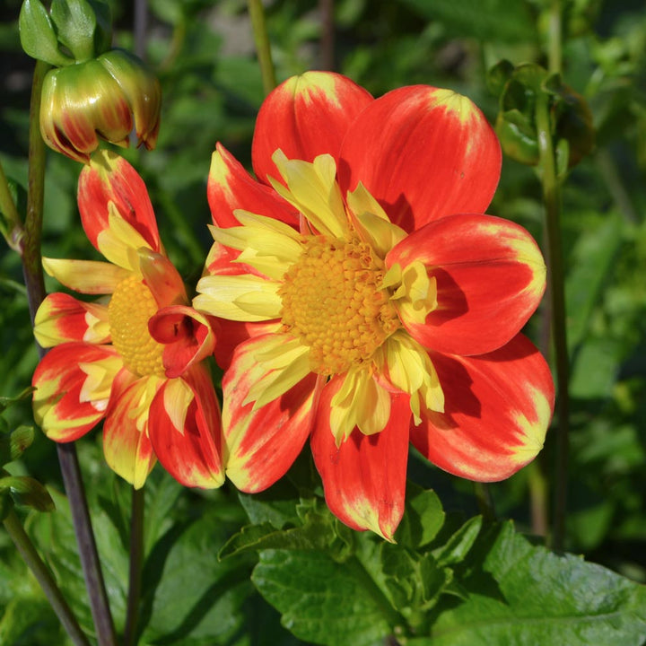 Dahlia 'Pooh'