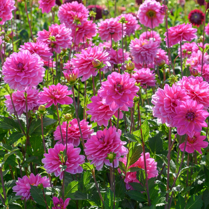 Debutante Dahlia Trio