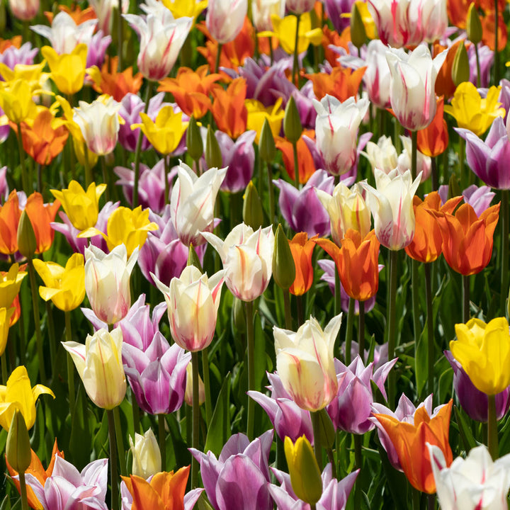 The Corps de Ballet Tulip Mix
