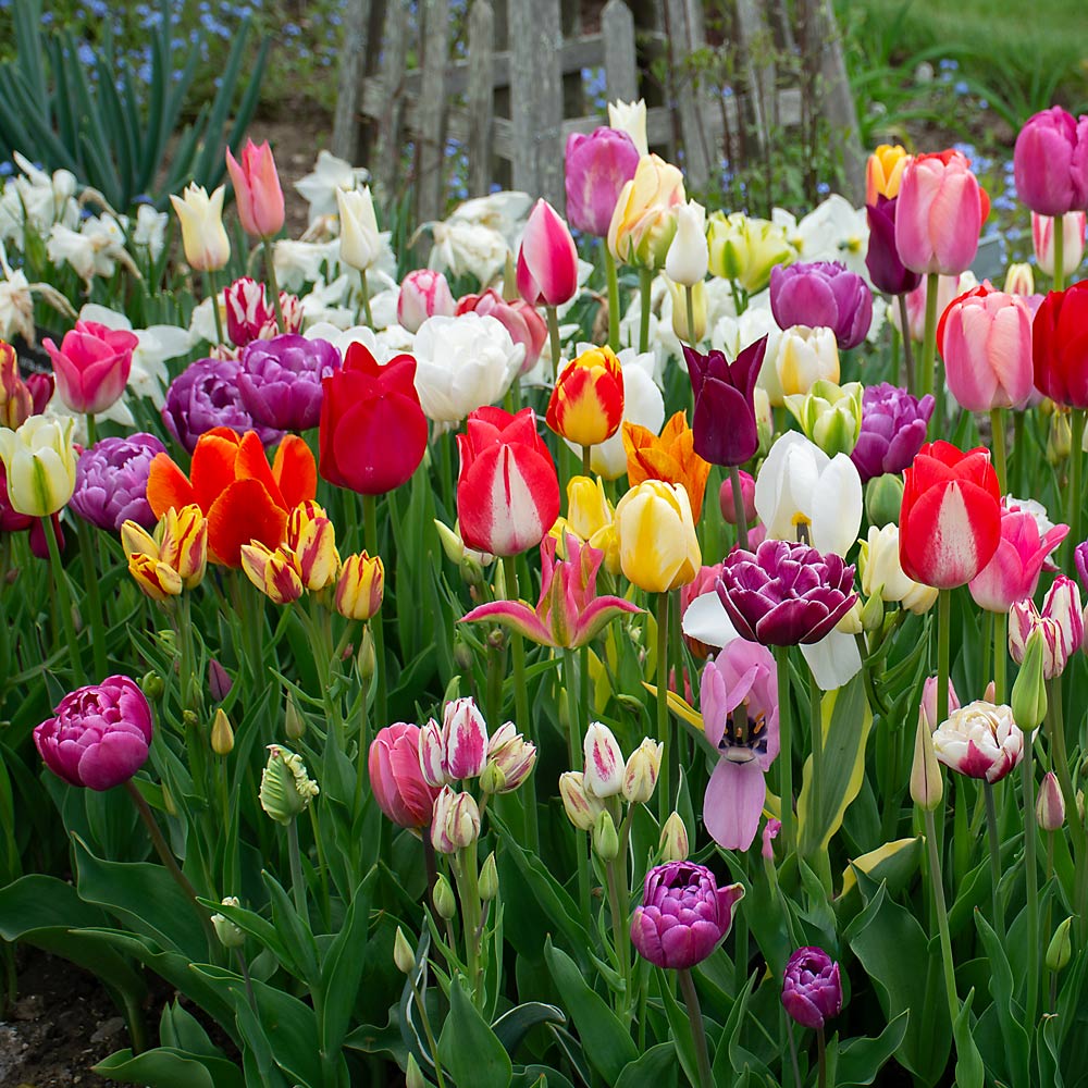 Painter's Palette Tulip Mix
