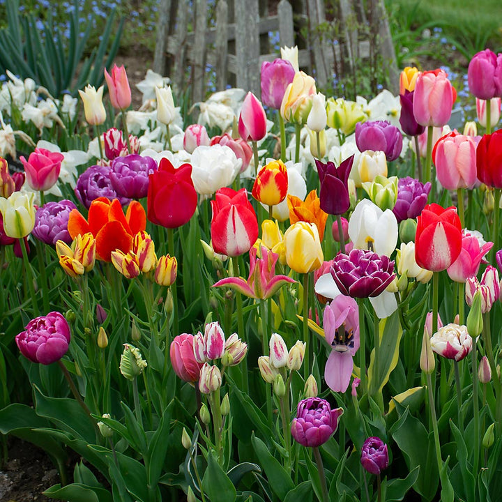 Painter's Palette Tulip Mix