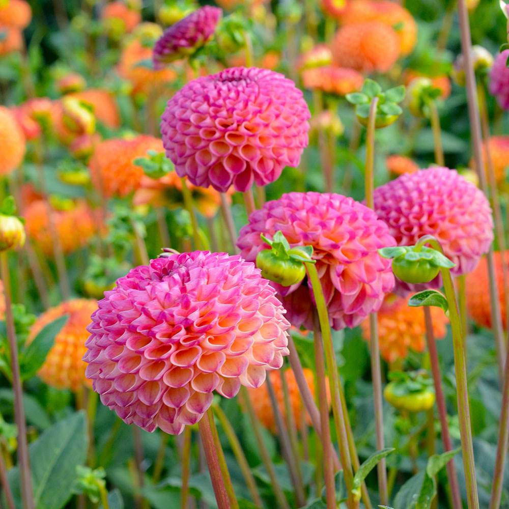 Summer Jubilee Dahlia Collection
