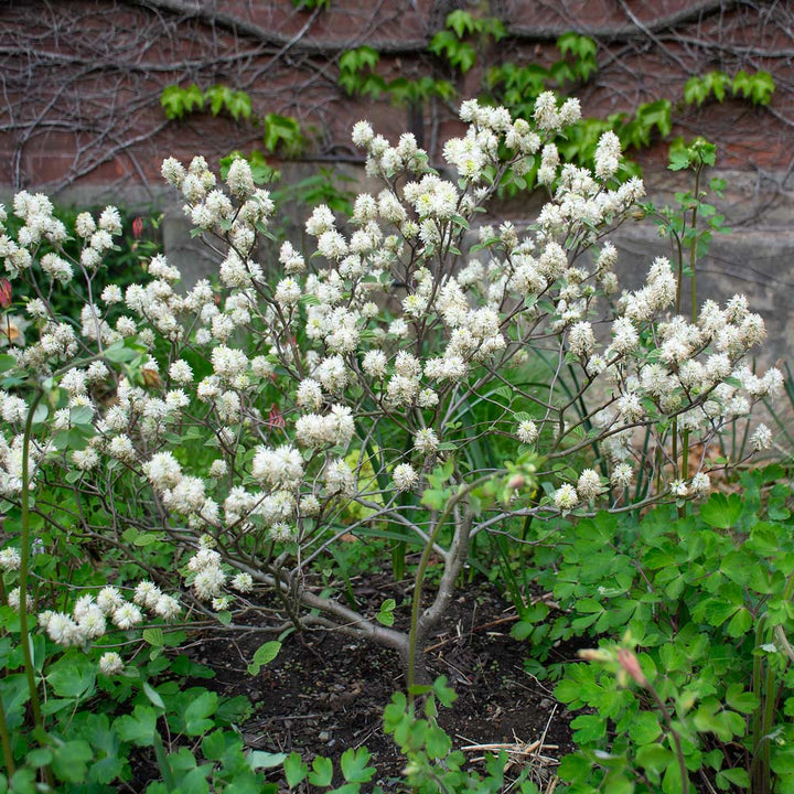Fothergilla x intermedia 'Mount Airy'