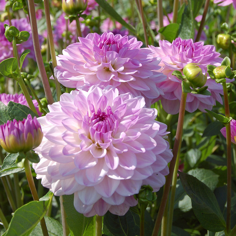 Lilac Time Dahlia Collection
