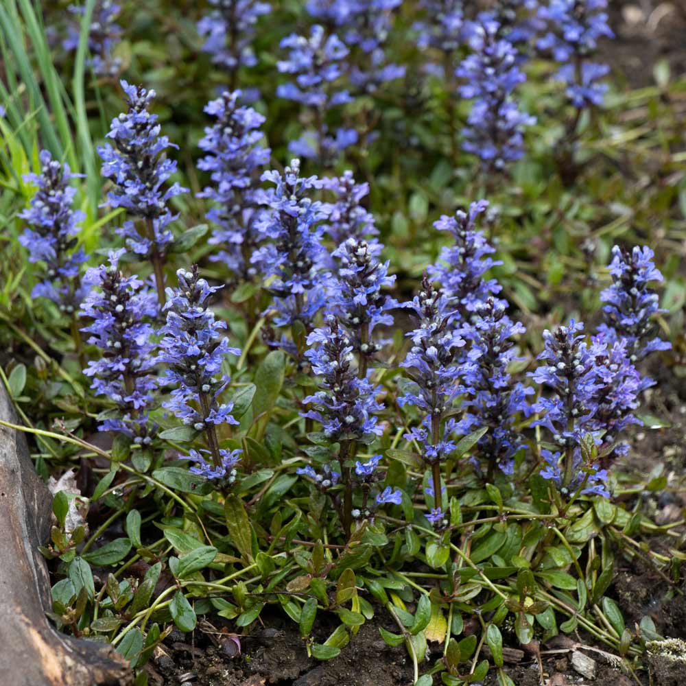 Ajuga reptans Chocolate Chip