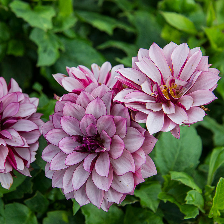 Dahlia 'Crème de Cassis'