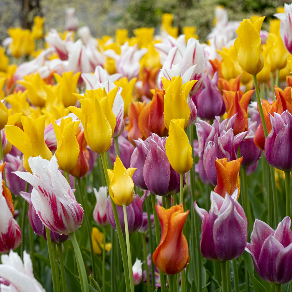 The Corps de Ballet Tulip Mix