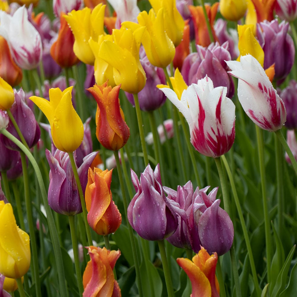 The Corps de Ballet Tulip Mix