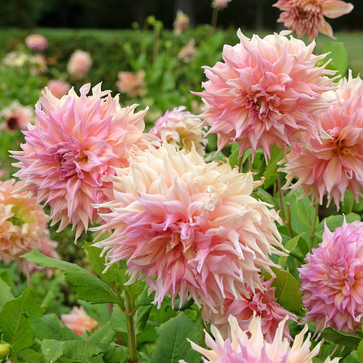 Dahlia 'Penhill Watermelon'