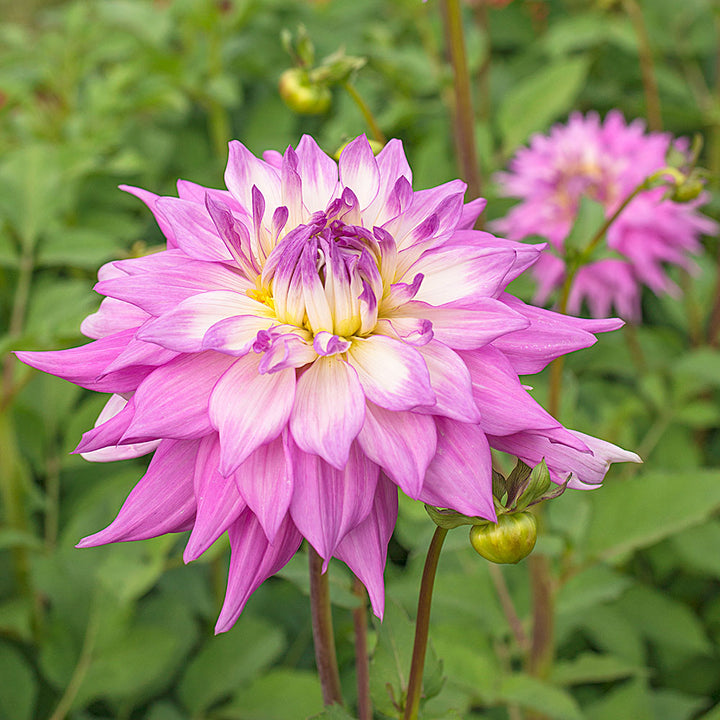 Dahlia 'Sir Alf Ramsey'