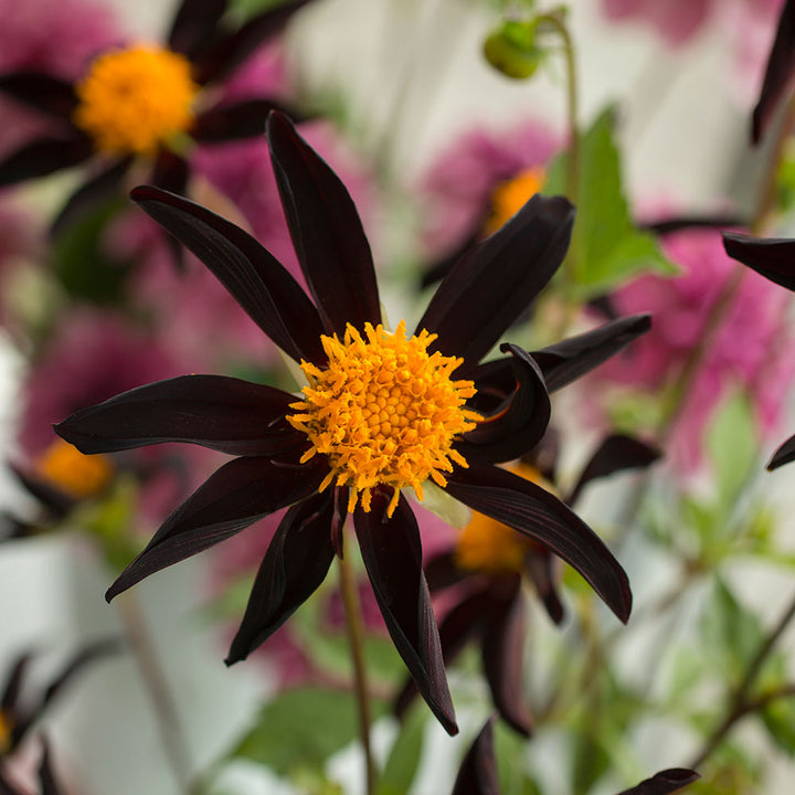 Dahlia 'Verrone's Obsidian'