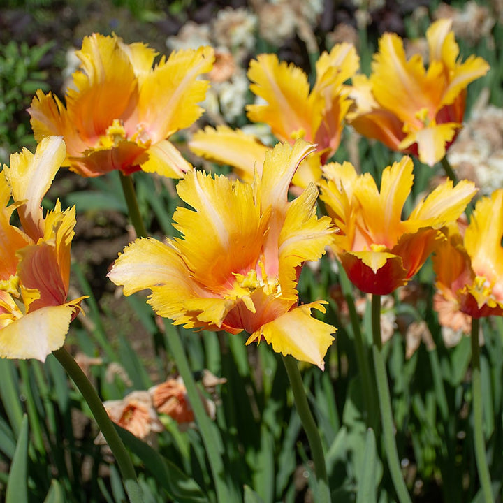 Tulip 'Flaming Memory'