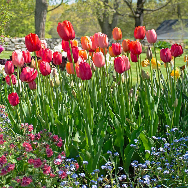 French Single Late Tulip Mix
