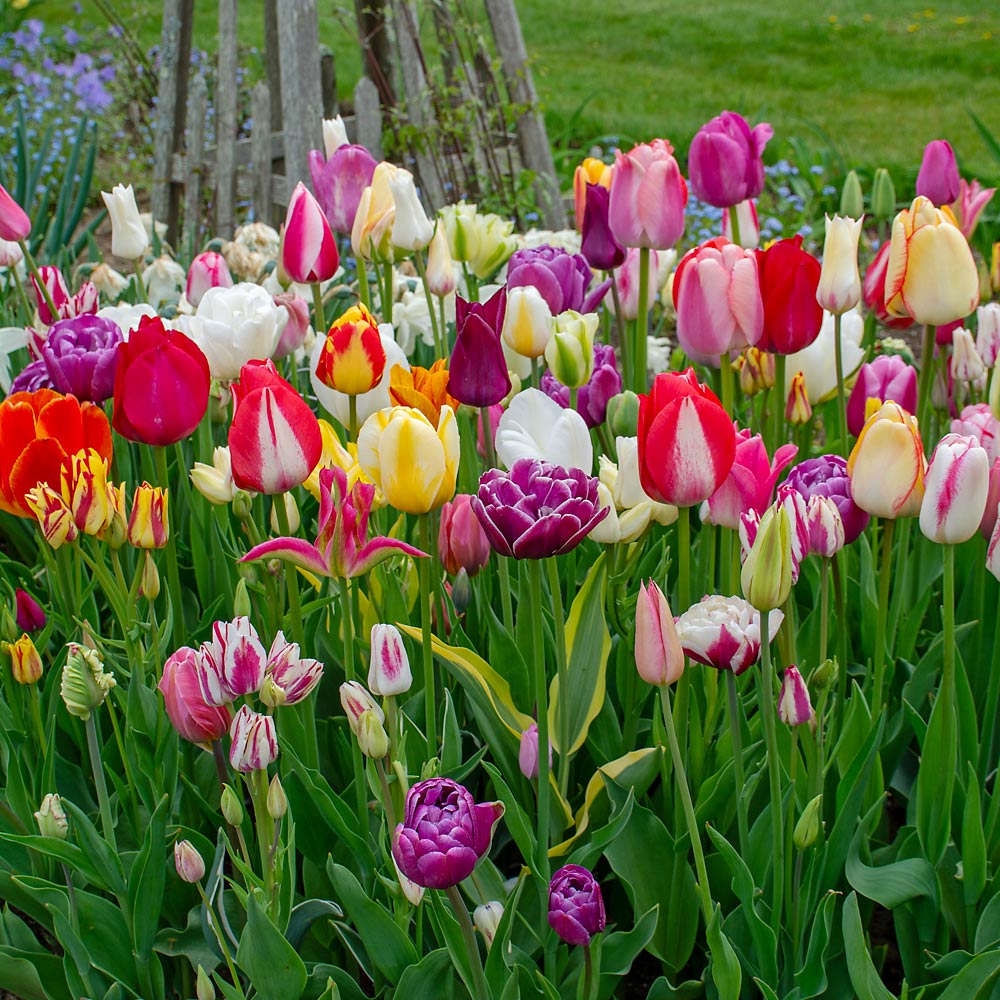 Painter's Palette Tulip Mix