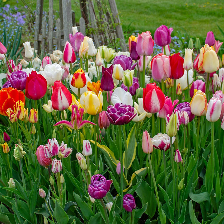 Painter's Palette Tulip Mix