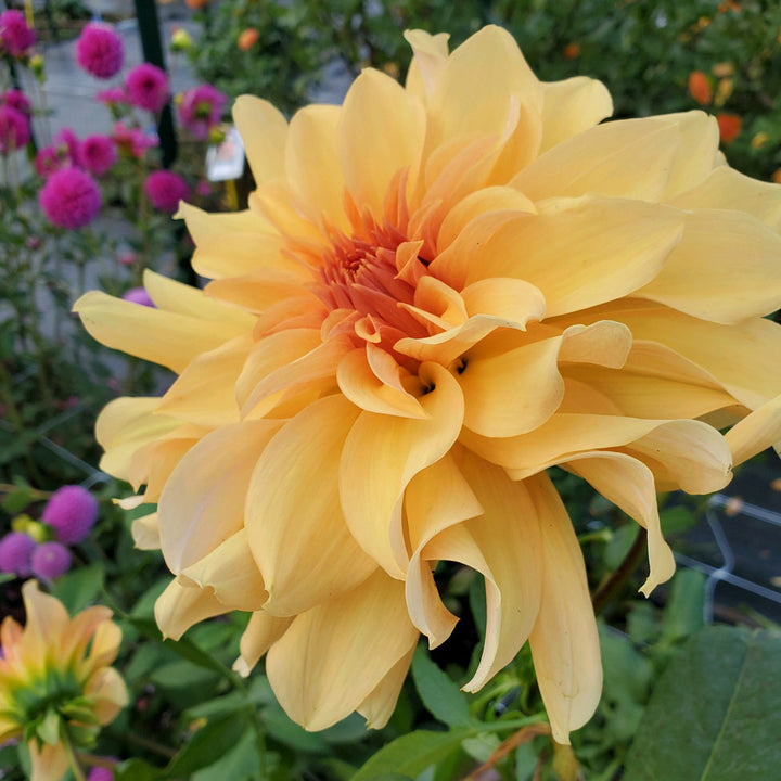 Dahlia 'Big Brother'