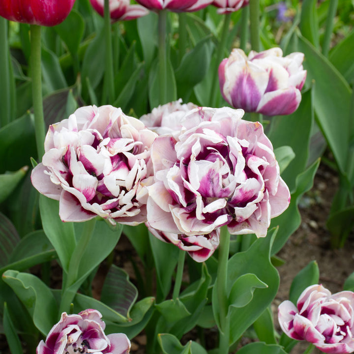 Tulip 'Pistache'