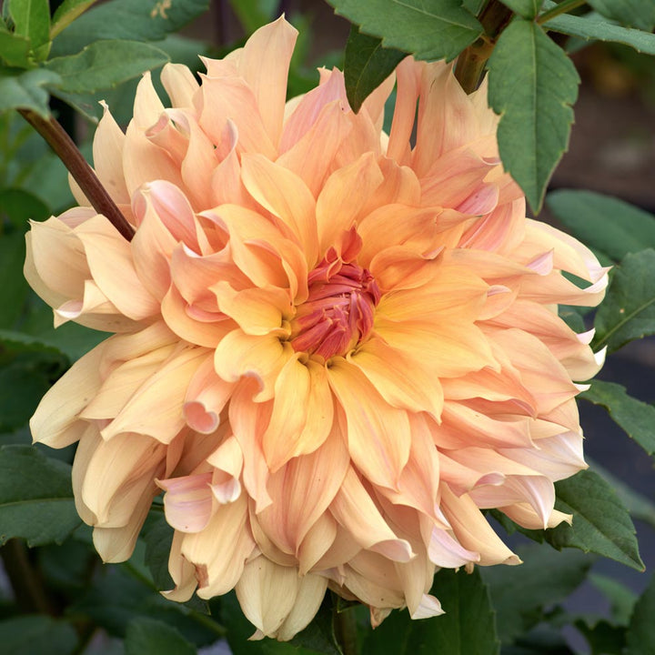 The Big Six Dahlia Collection